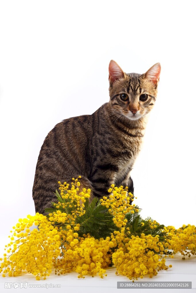 猫猫