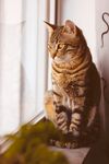 猫猫