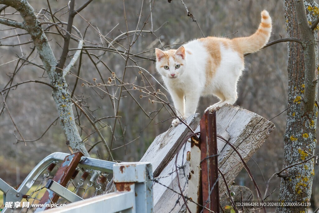 猫猫