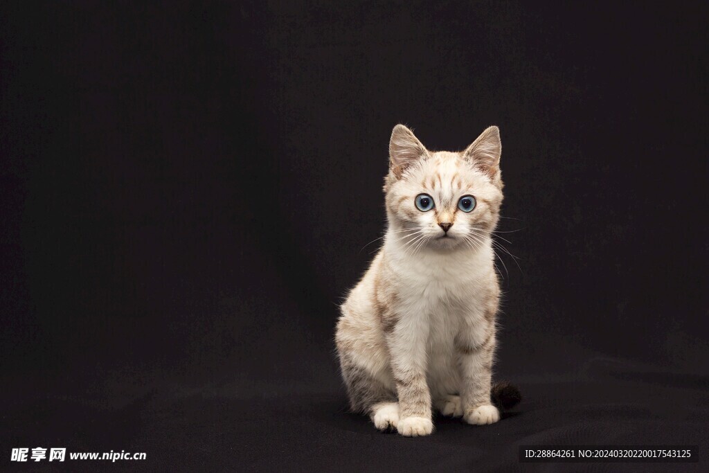 猫猫