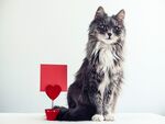 猫猫