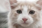 猫猫