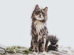 猫猫