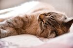 猫猫