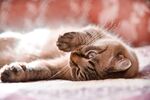 猫猫