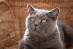 猫猫