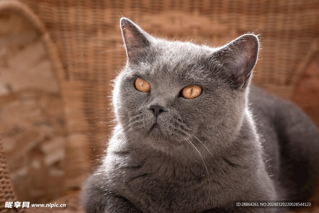 猫猫