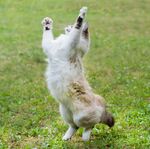 猫猫