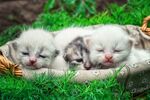 猫猫