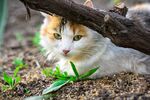 猫猫