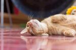 猫猫