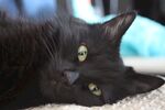 猫猫
