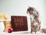 猫猫