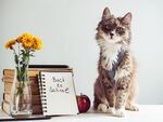 猫猫