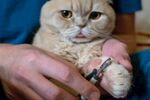 猫猫