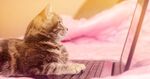 猫猫