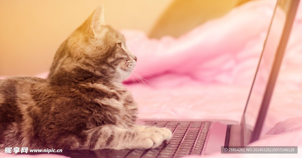 猫猫