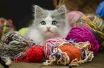 猫猫