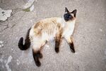 猫猫