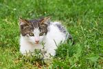 猫猫