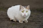 猫猫