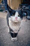 猫猫