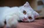 猫猫