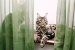 猫猫