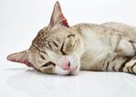 猫猫