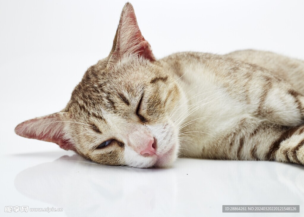 猫猫