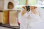 猫猫