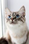 猫猫