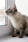 猫猫