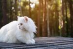 猫猫