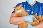 猫猫