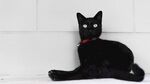 猫猫