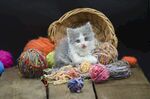 猫猫
