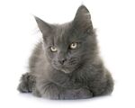 猫猫