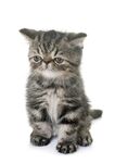 猫猫