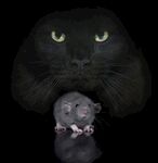 猫猫