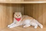 猫猫
