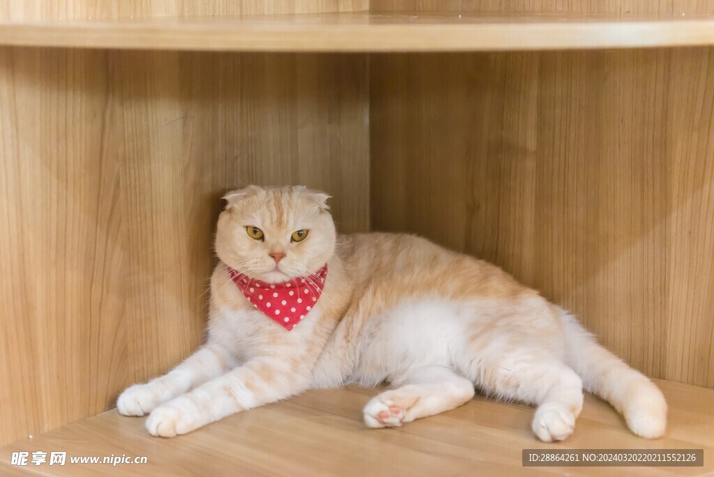 猫猫