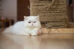 猫猫