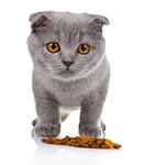 猫猫