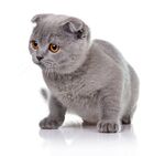 猫猫