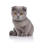 猫猫
