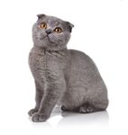 猫猫