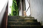 猫猫