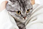 猫猫