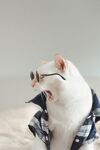 猫猫